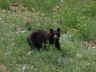 Backcountry Bear!