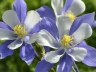 Colorado Columbine