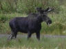 Moose on the Loose!