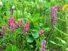 San Juan Wild Flowers